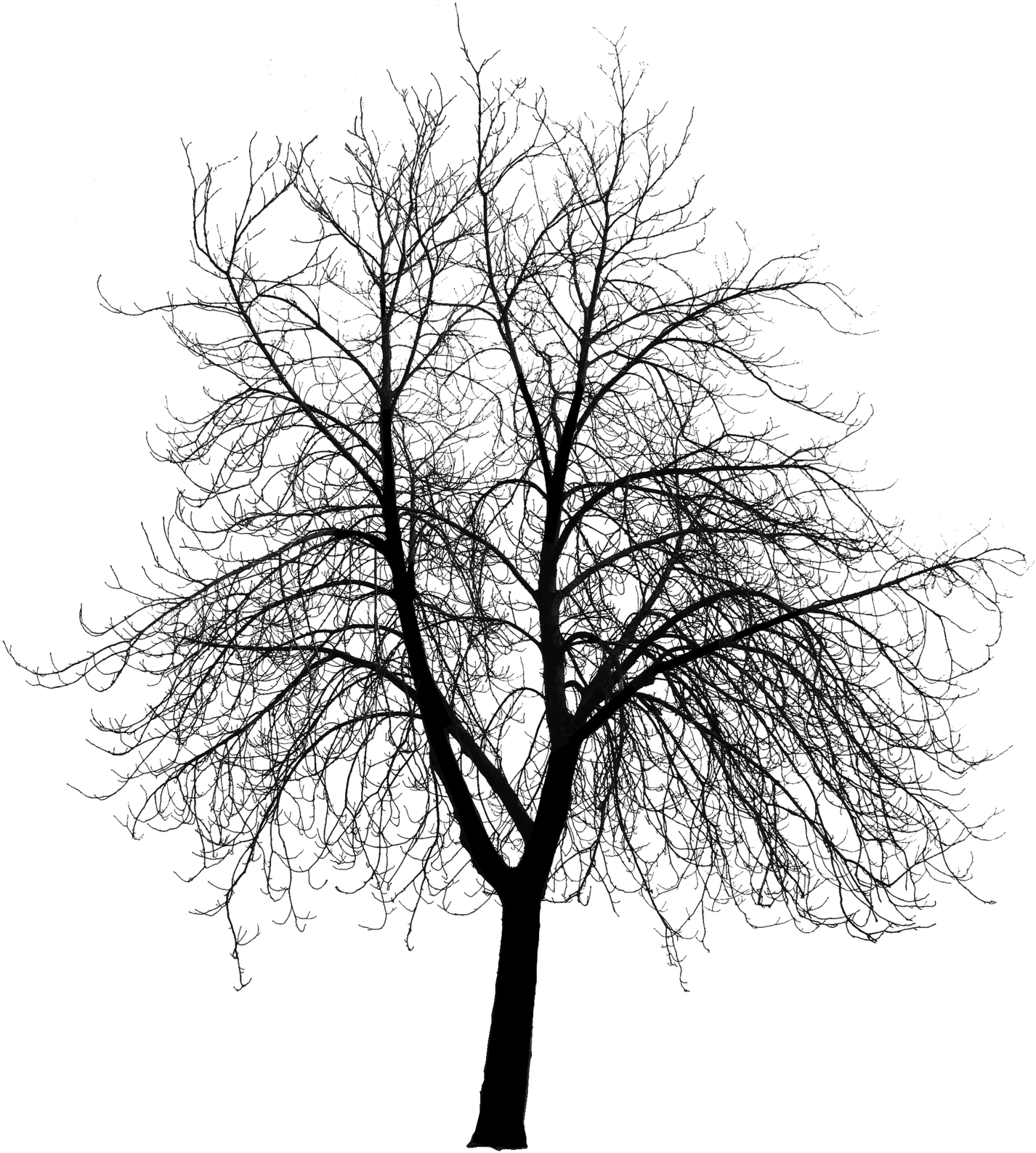 Insane Illusions Friday March 4 2011 Wqgerf Clipart - Trees Silhouette Png (1440x1600)