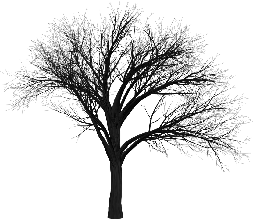 How To Draw A Dead Tree 7, - Tree (830x720)