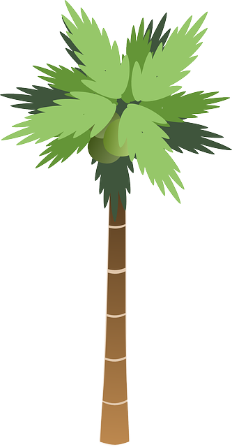 Icon, Food, Fruit, Outline, Drawing, Beach, Leaf, Palm - Tall Tree Clip Art (333x640)