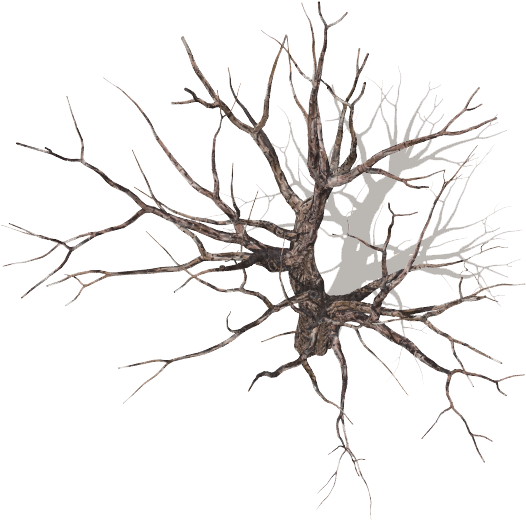 Index Of - Red Pine (562x536)