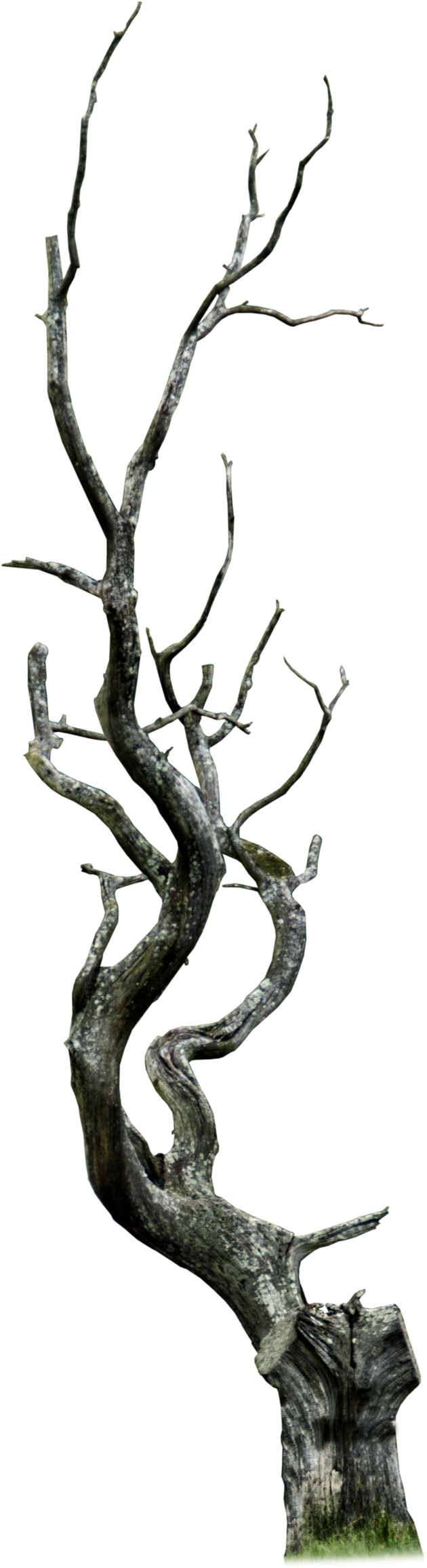 Aledjonesdigitalart Dead Tree Png - Tree (1024x2507)