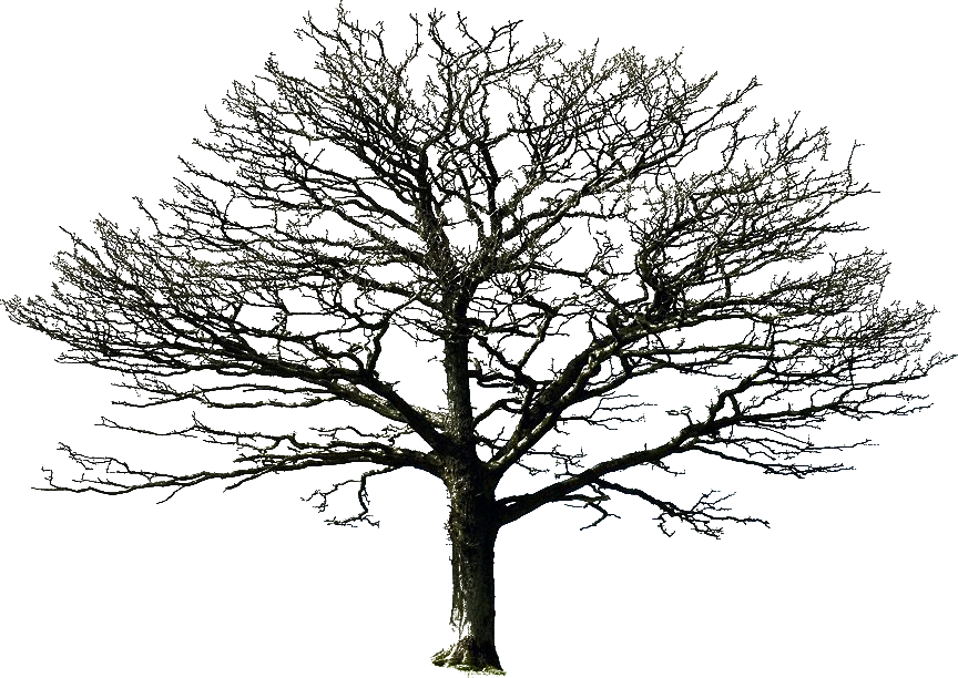 Bare Tree Png By =doloresdevelde On Deviantart - Silhouette Of A Tree (864x612)