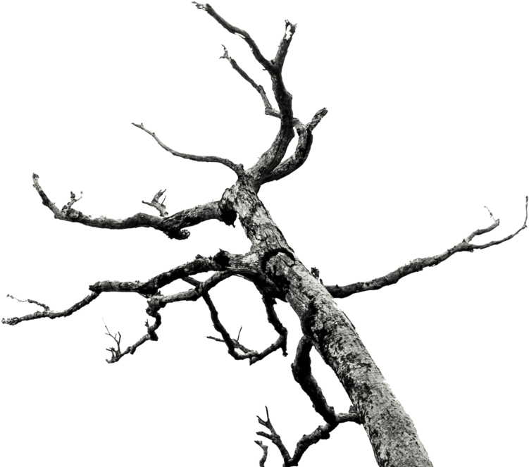 Dead Tree/branches Stock By Akasling - Killsorrow (1024x761)