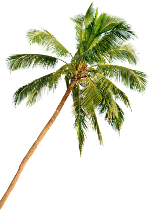 In Delray Beach, Florida, The Beach Is Just The Beginning - Palm Tree Beach Png Hd (322x440)