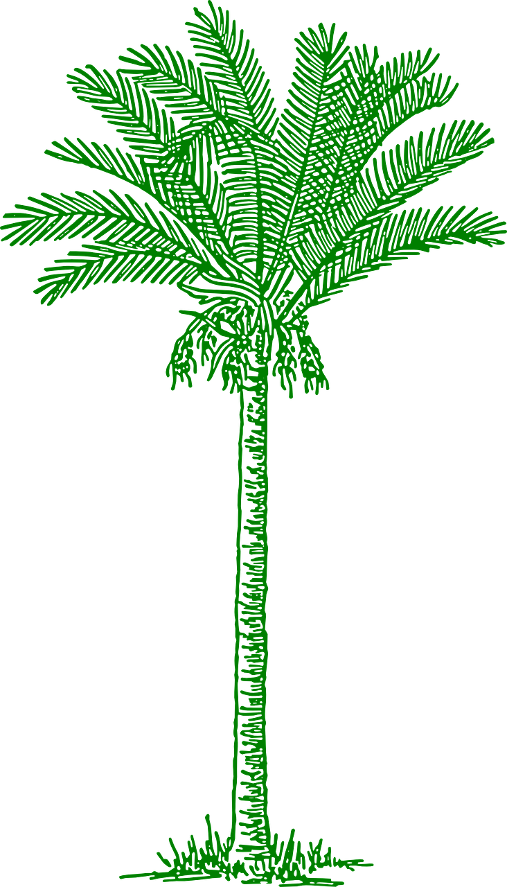 Palmtree Leaves Beach Tropical Png Image - Lines Drawing Palm Tree (732x1280)