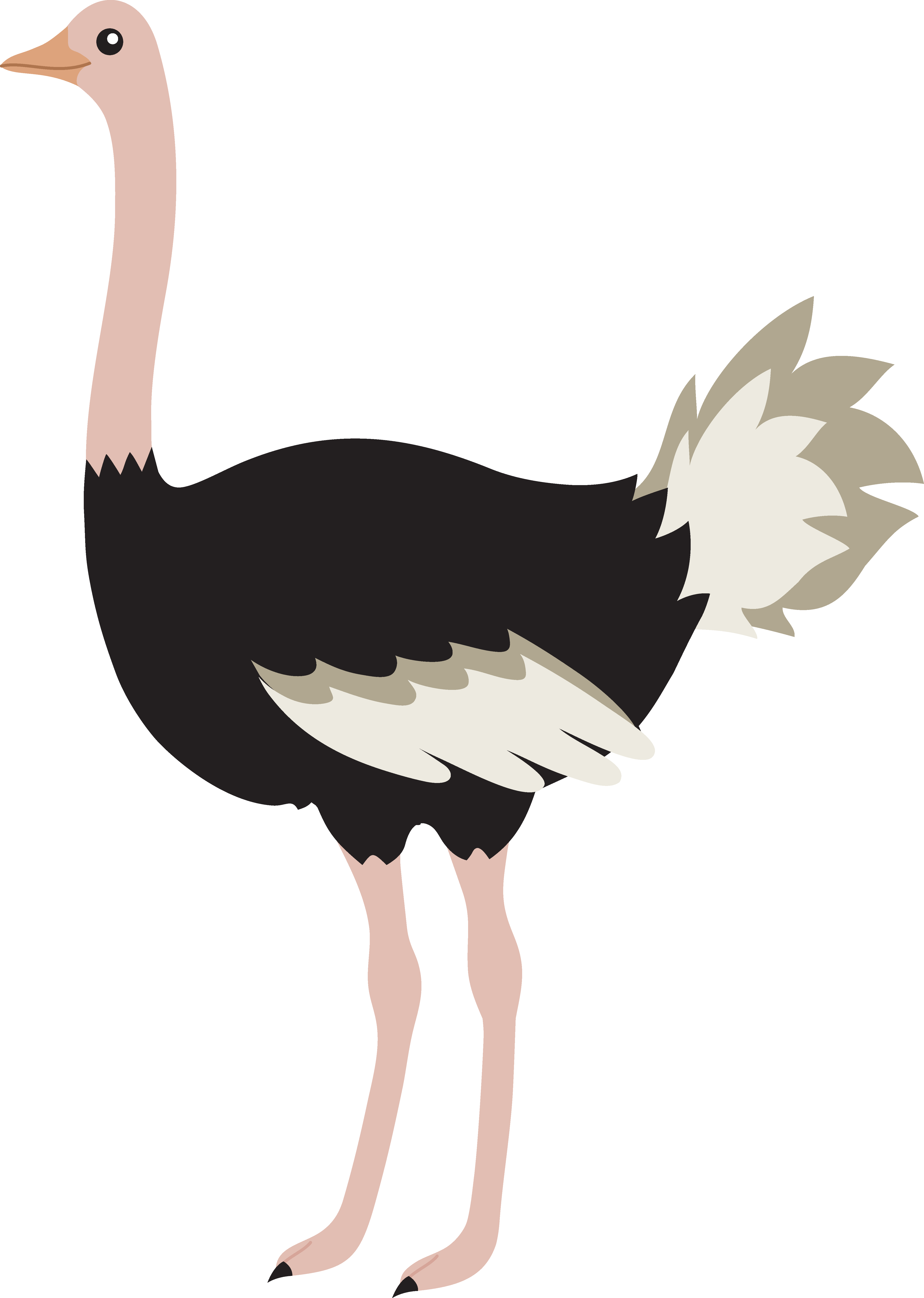 Bird Clipart Ostrich - Ostrich Clipart Png (4633x6510)