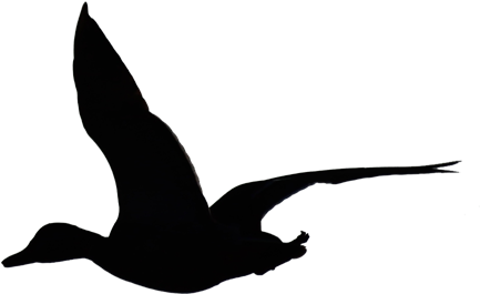 Flying Duck Silhouette By Wuestenbrand On Deviantart - Flying Duck Silhouette Clip Art (500x350)