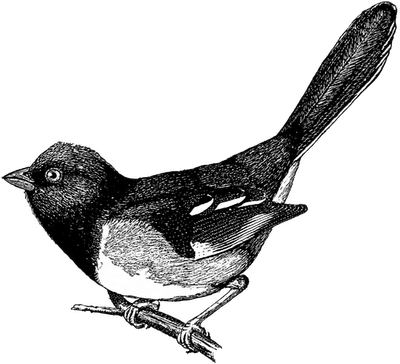 24 Free B W Vintage Bird Clip Art Fab N - Vintage Bird Clip Art (400x364)