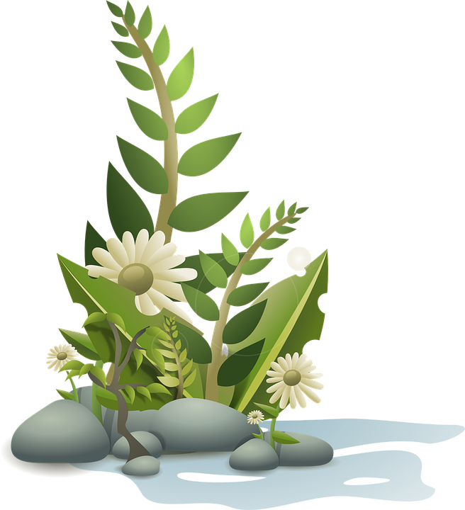Tropical Flowers Clipart 9, - Plants Clipart Png (656x720)