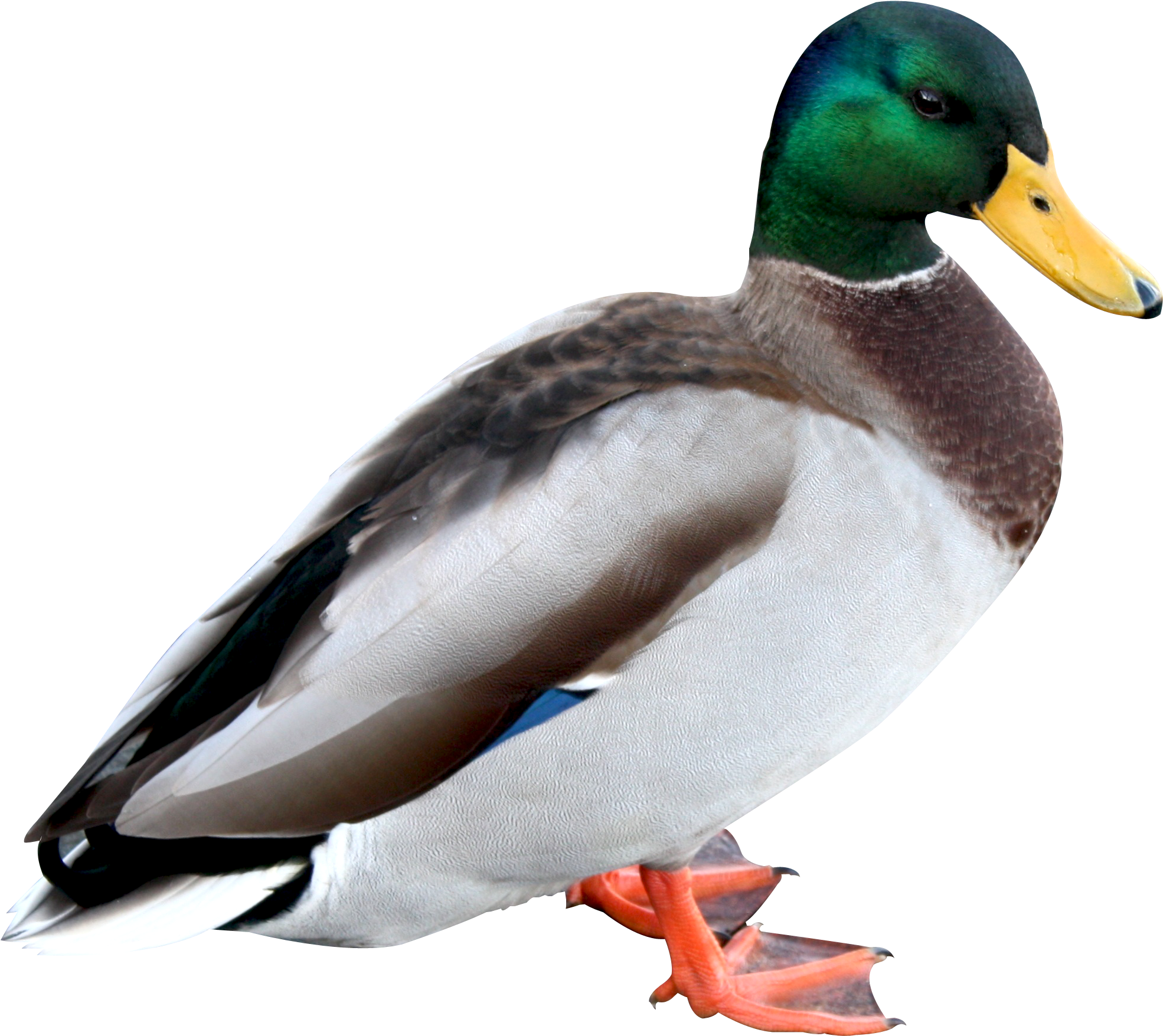 Duck Png Hd - Duck Png (2017x1801)