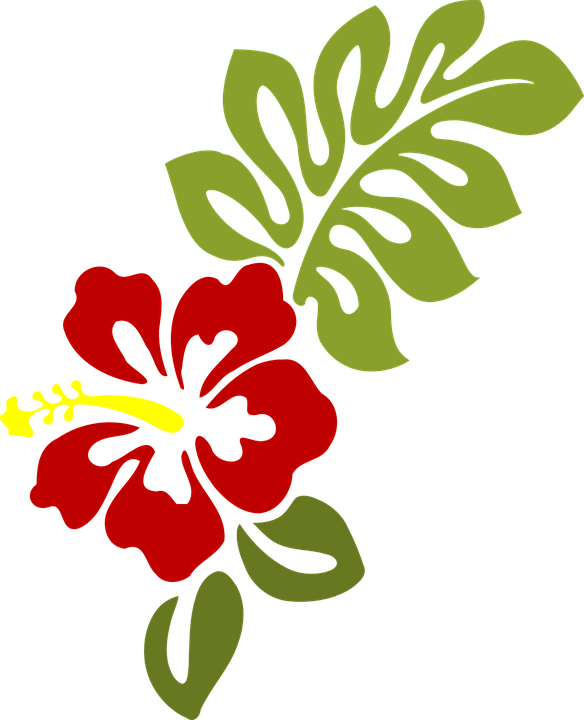 Hibiscus Flower Cartoon - Hawaiian Leaves Clip Art (584x720)