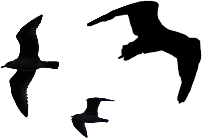 Bird Silhouette Png Pack - Siluet Bird Png (900x562)