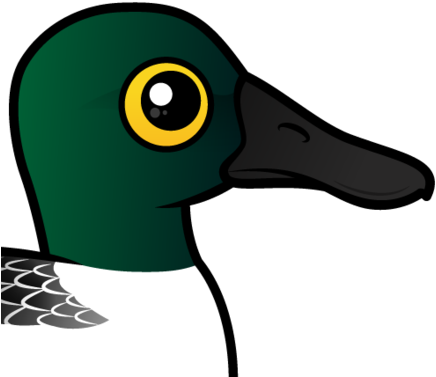 Also Known As - Northern Shoveler (440x440)