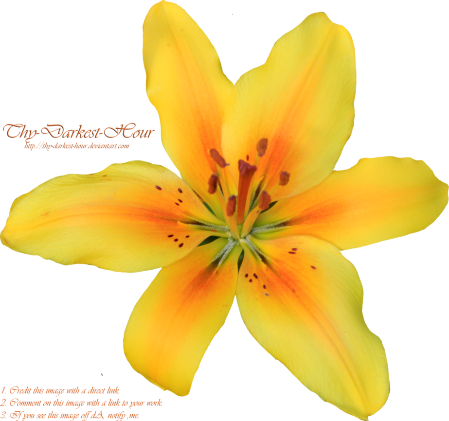 Hibiscus Flowers Clip Art - Portable Network Graphics (923x866)
