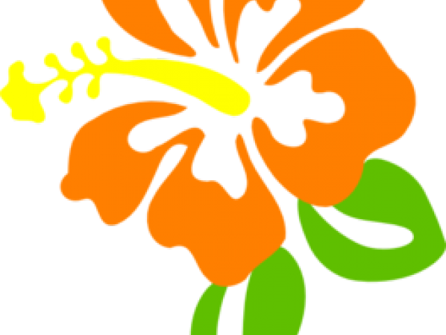 Orange Hibiscus Cliparts - Hibiscus Clip Art (640x480)