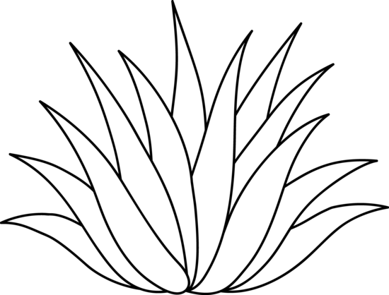 Free Lotus Flower Png Download - Aloe Vera Plant Clipart (550x418)
