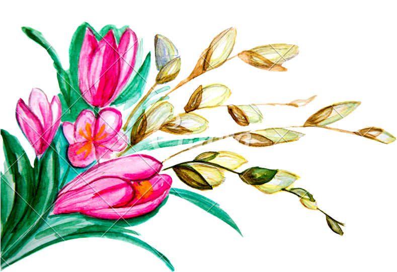 Hand Drawn Markers And Paints Bouquet - Tulipa Humilis (800x541)