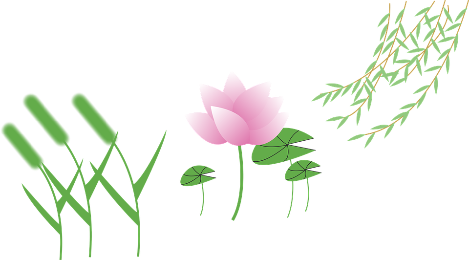 Cartoon Lotus Flower - Clip Art (960x532)