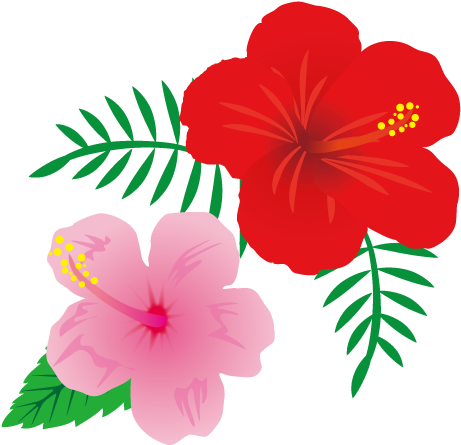 ハイビスカスの花イラスト - Hawaiian Hibiscus (500x500)