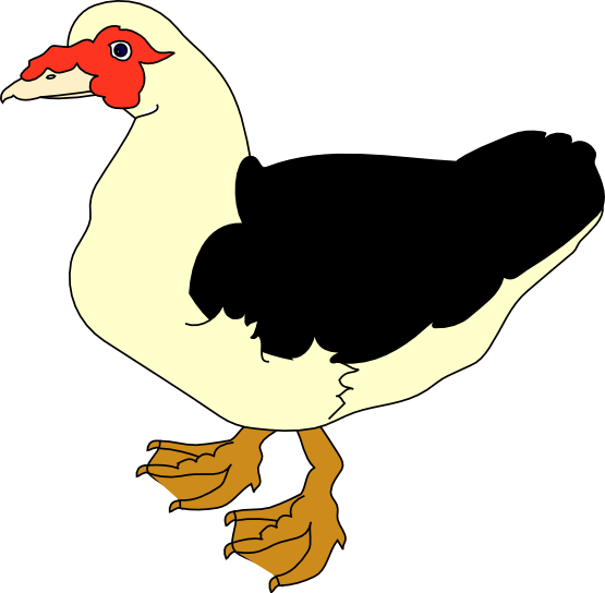 Clipart Info - Muscovy Duck Clipart (555x544)