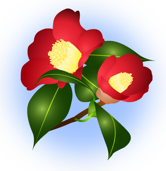 イメージ - Japanese Camellia (545x561)