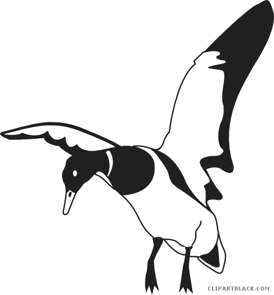 Landing Duck Animal Free Black White Clipart Images - Black And White Duck Art (552x595)