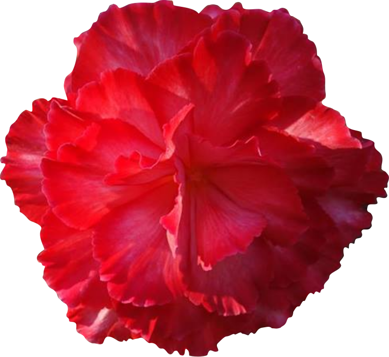 Red Flower Clipart Real Flower - Real Flower Clip Art (800x733)