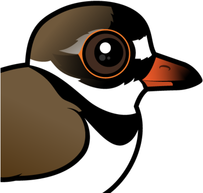 About The Semipalmated Plover - Semipalmated Plover (440x440)