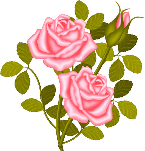 Rose Shrub Plant Clip Art - Teth (596x623)