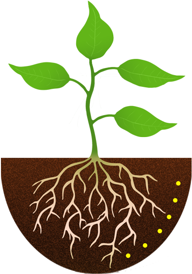 Flower - Plant - With - Roots - Mirna In Plant Development (400x560)