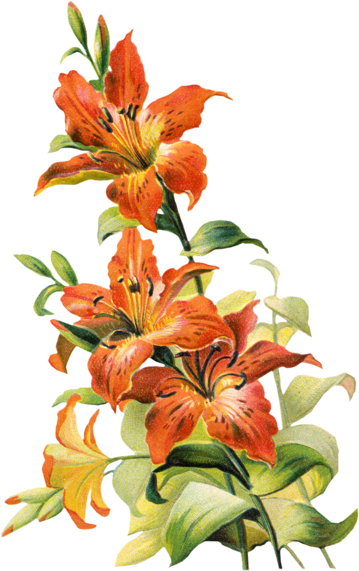Vintage Flower Clipart Lillies - Tiger Lily Flower Png (1258x2000)