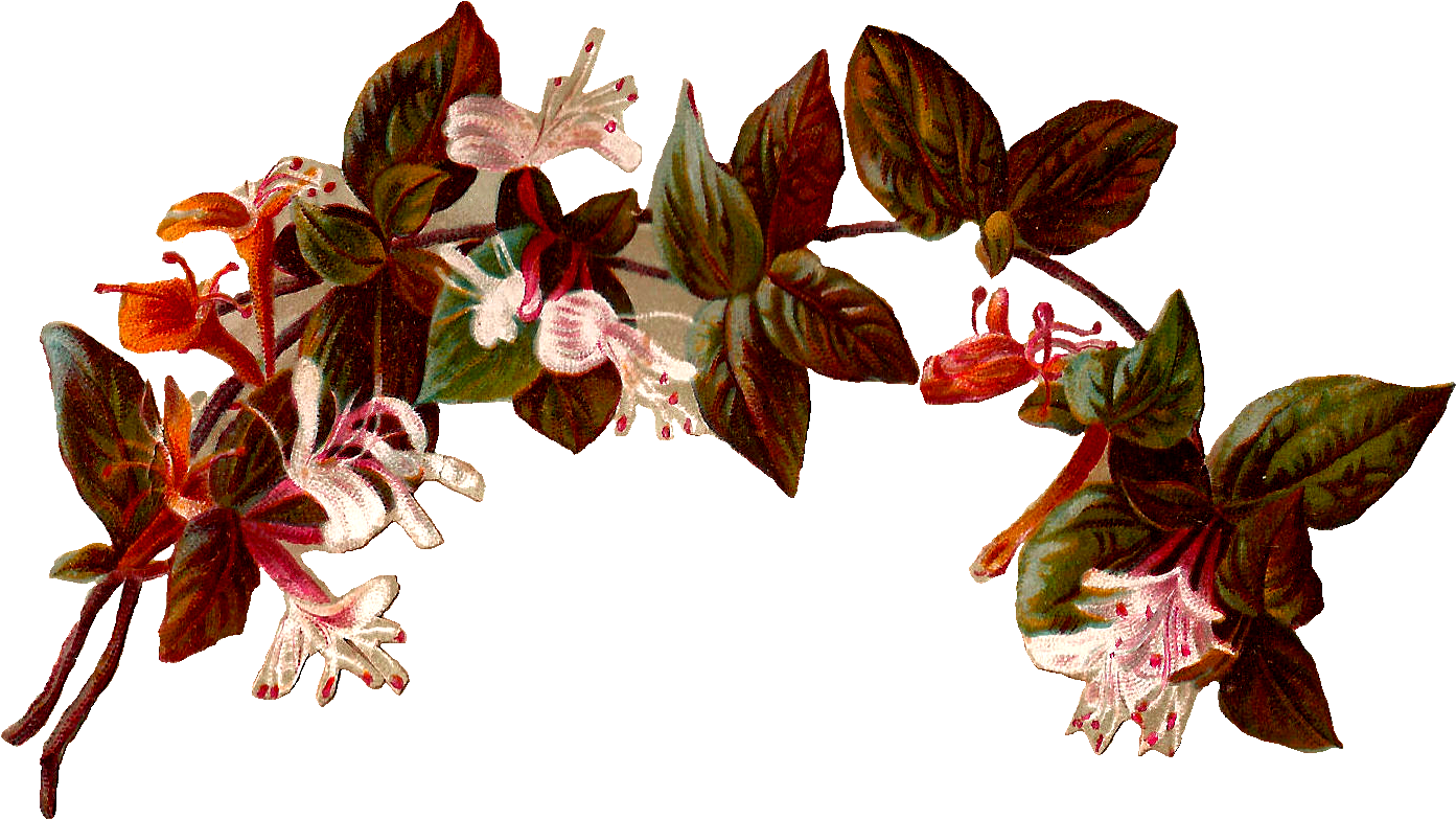 Best Vintag Flower Border - Vintage Flower Illustration Png (1479x872)