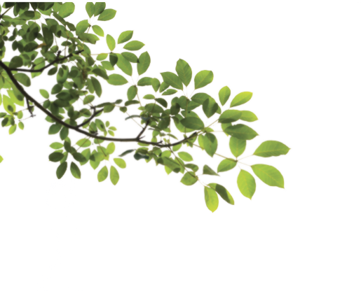 Picture Of A Tree Branch - Tree Branch Png (515x416)