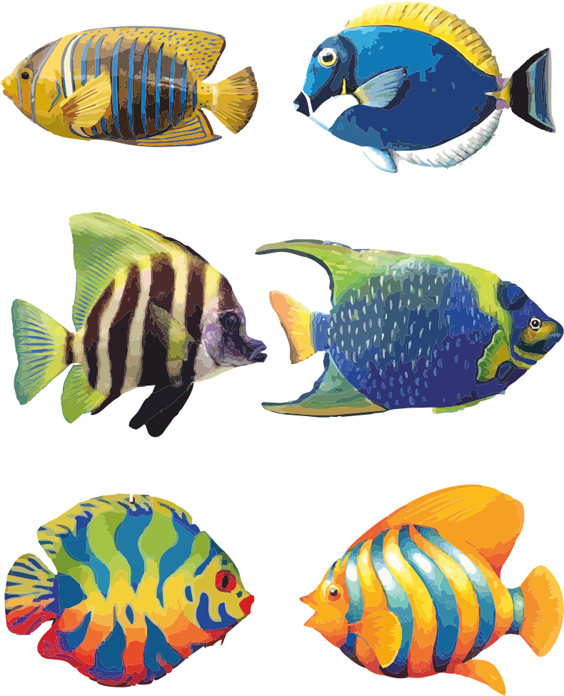 Koi Fish Drawing With Flowers Galleries - Colour Of A Fish (800x976)