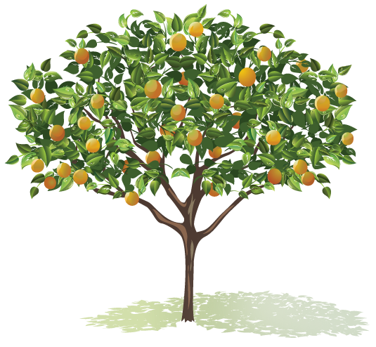 Fruit Tree Veggies Amp Fruits Pinterest Fruit Trees - Tree With Fruits Png (535x494)