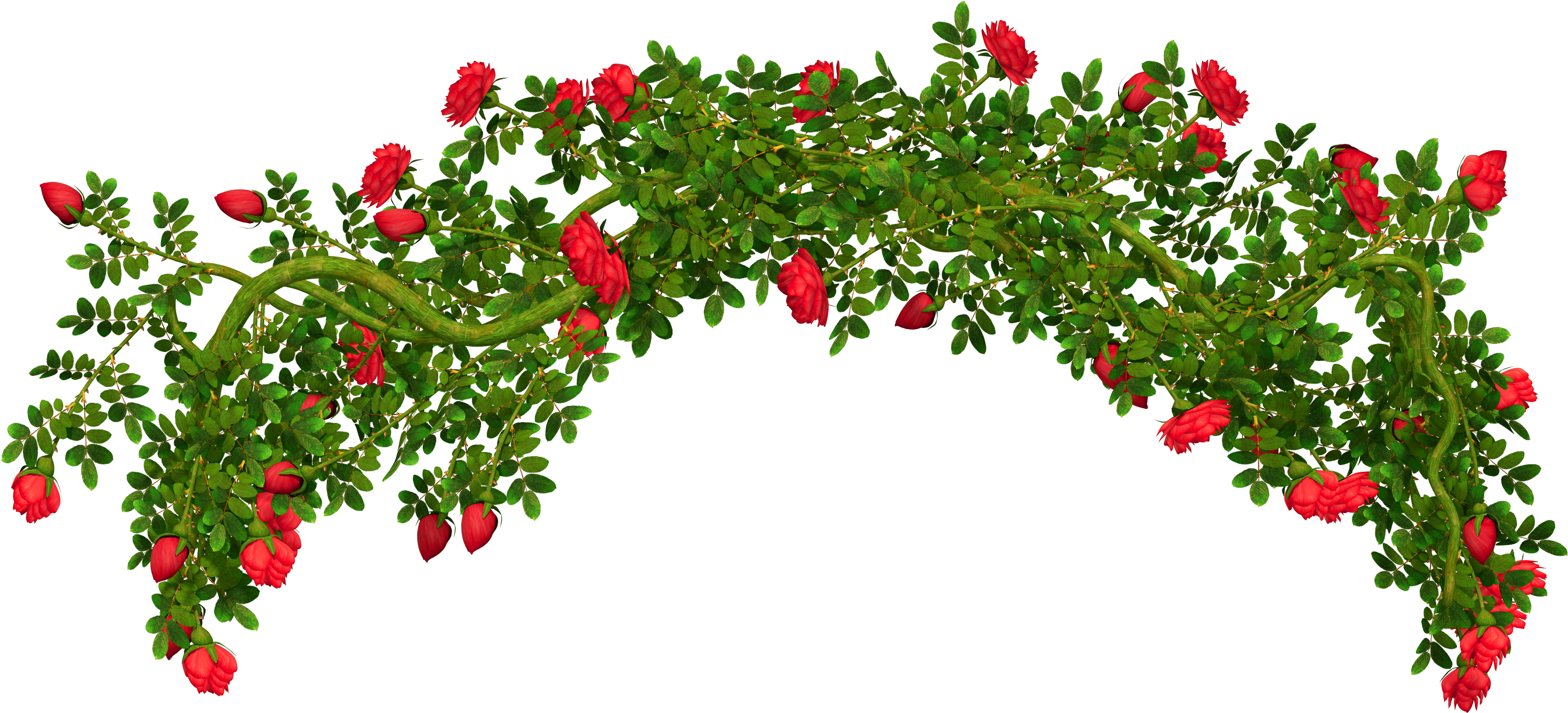 Rosebush Element Png Clipart Picture - Rose Bush Clip Art (3076x1800)