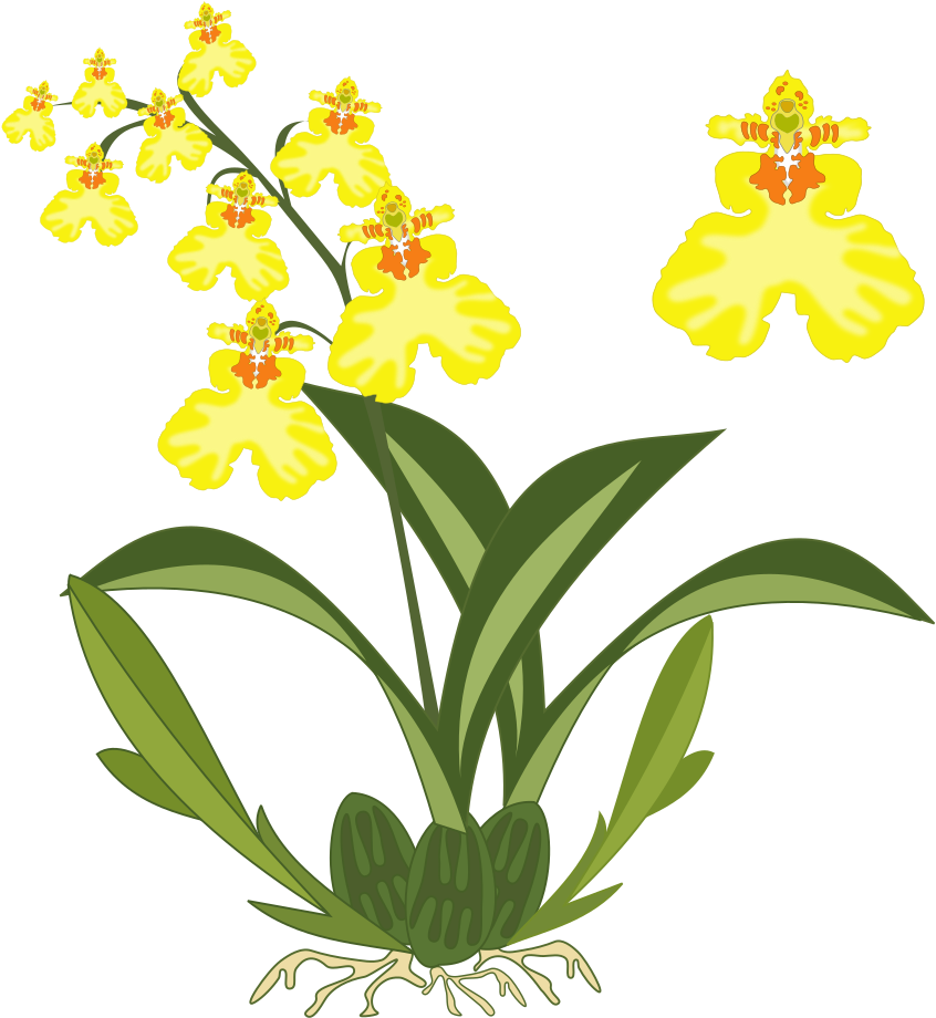 Orchid Clipart Orchid Plant - Dancing Lady Orchid Clipart (1000x1000)