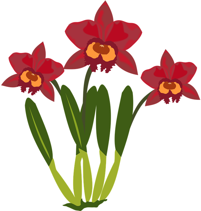 Orchid Cliparts 11, Buy Clip Art - Cattleya Clipart (705x720)