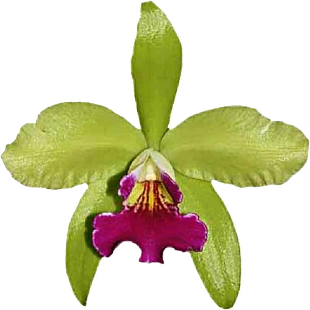 Lime Green Orchid By Jeanicebartzen27 Lime Green Orchid - Green (1024x1023)