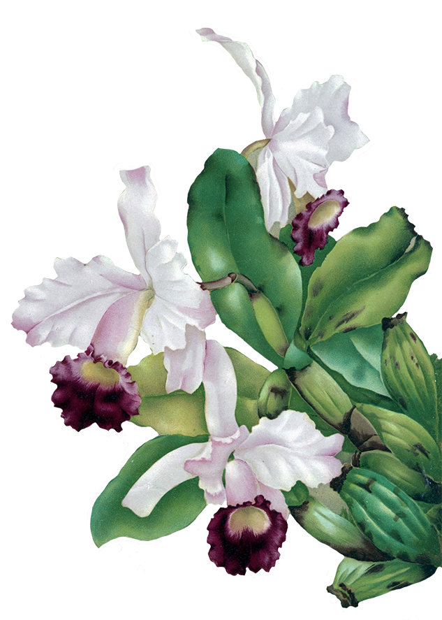 Orchid Clipart Vintage - Vintage Flower Png Green (665x886)