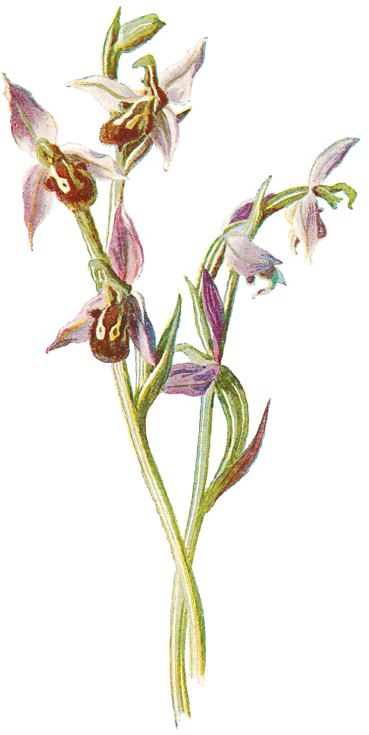Free Digital Wildflower Download Orchid Flower - Bee Orchid Png (923x1600)