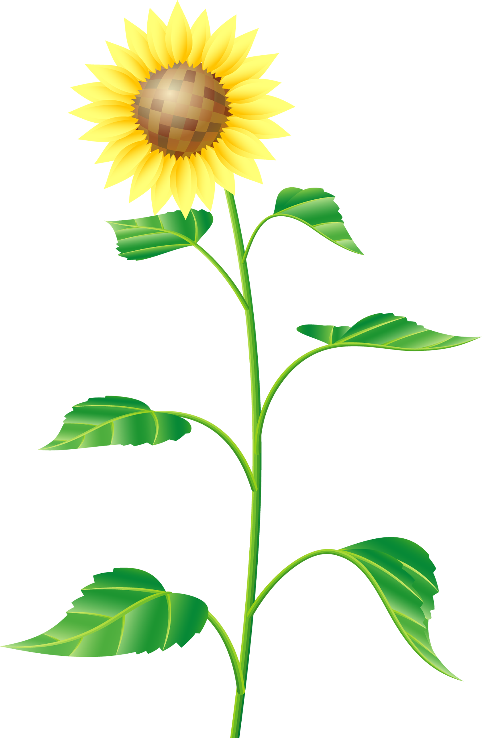 Common Sunflower Cartoon Drawing - Common Sunflower Cartoon Drawing (1560x2388)