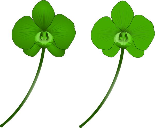 Green Orchid Clip Art At Clker - Green Orchichid Clipart (600x497)