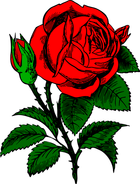 Rose Flowers Drawing 24, - Iphone 7 Cases Roses (548x720)