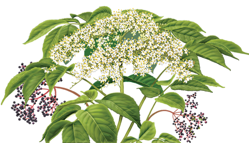 Elder Flower Herbal Supplement Herbal Teas Png Elder - Alvita Organic Elder Flower Tea - 24 Bags, 1.69 Oz (500x500)