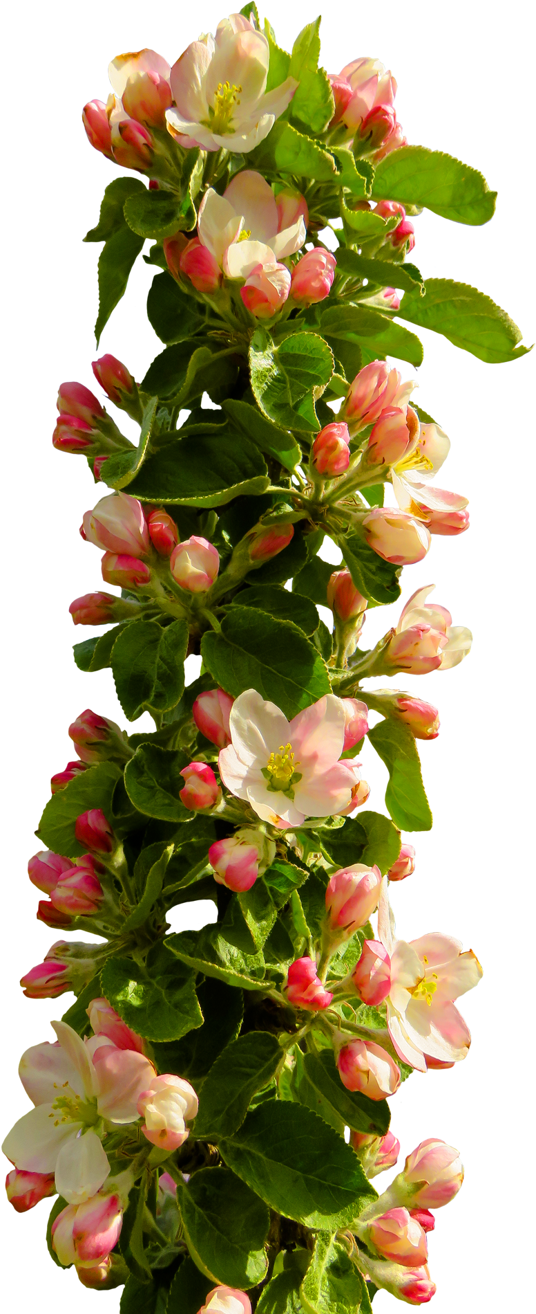 Best Spring Flower Png Transparent Image With Png Flower - Best Spring Flower Png Transparent Image With Png Flower (1000x1921)