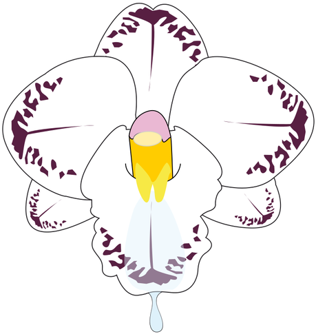Clip Art Of Wild Orchid Flower In Color - Butterfly Orchid Clip Art (473x500)