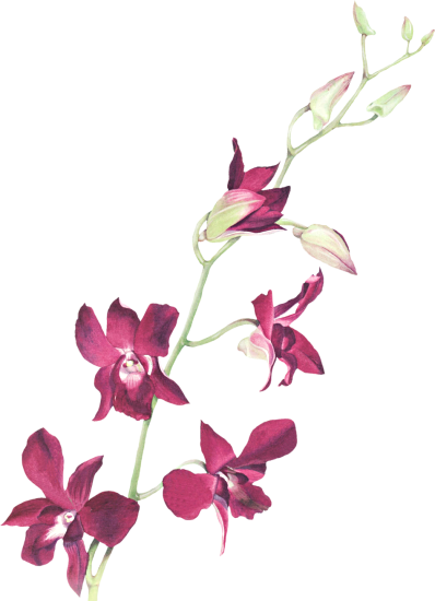 Fl-50 - Portable Network Graphics (398x550)