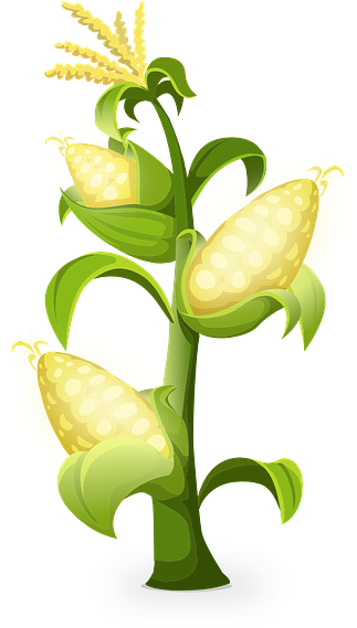 Picture Quality, Qt - Gambar Pohon Jagung Animasi (460x640)