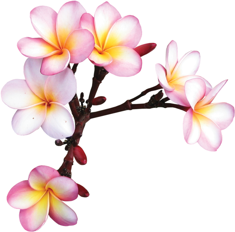 Flowers - Frame Flower Kamboja Png (800x788)